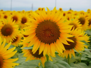 満開のひまわり畑