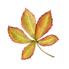 Autumn fallen chestnut leaf in yellow, green and red colors watercolor illustration isolated on white. Fall realistic leaves clipart for October and September botanical designs