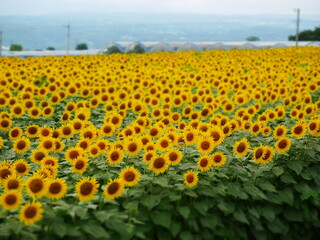 高原のひまわり畑