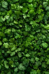 Coriander leaves texture background, cilantro leaf pattern, chinese parsley greens banner, spices, seasonings
