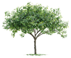 PNG Apple tree produce plant fruit.