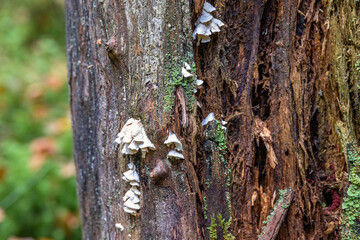 Fungus and lichen growing on an old rotten tree trunk in a forest