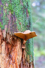 Fungi on a decaying tree stump