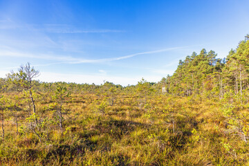 Obraz premium Bog with pine trees in the wilderness at autumn