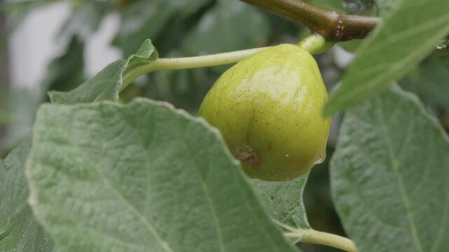 Ripe yellow fig on a fig bush swaying the wind in the rain.