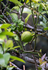 Citrus aurantiifolia, fresh lime, green lemon handing on a tree branch. harvest time, garden plantation. Natural wallpaper. Fruit on bush