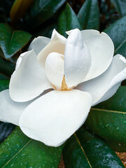 White magnolia flower © Teymour