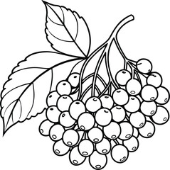 Elderberry fruit vector icon, illustration on black and white.