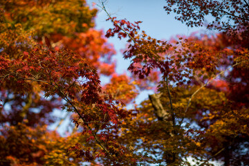 autumn in japan