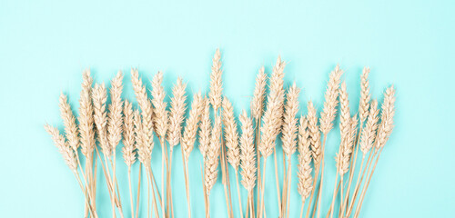 Wheat ears, gluten intolerance, celiac disease or grain allergy, harvest in summer, agriculture for food, farm, blue background 