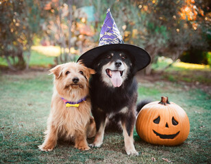A photo of two dogs in Halloween costume sitting in the park happily.
