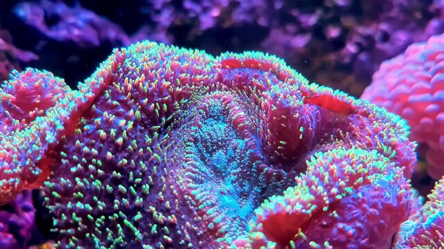 Vibrant rainbow carpet anemone Stichodactyla or Mertens' carpet sea anemone on a coral reef