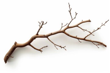 A long, thin branch with a few leaves on it