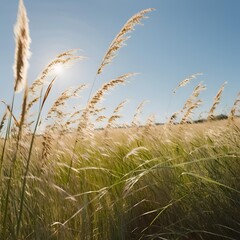 Fototapeta premium golden wheat field