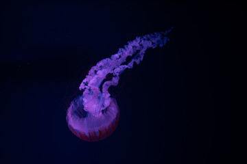 Vibrant jellyfish gracefully swimming in deep water against a dark background