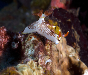A Nembrotha Lineolata nudibranch crawling on a wreck Boracay Island Philippines