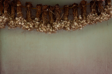 Garlic bunches hanging  on green background.
