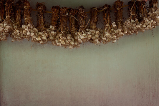 Garlic bunches hanging  on green background.