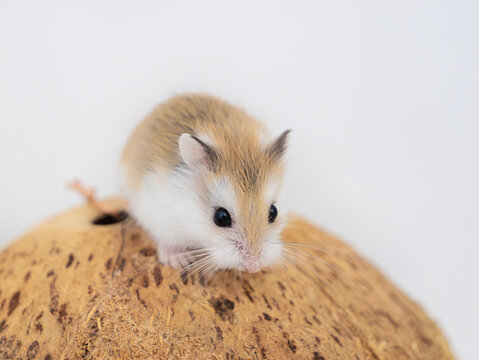 Close-up portrait of Roborovski hamster (Phodopus roborovskii), desert hamster, Robo dwarf hamster - the smallest of three species of hamster in the genus Phodopus. Coconut house for rodents