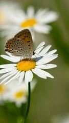 a butterfly on a daisy flower in a field with daisies