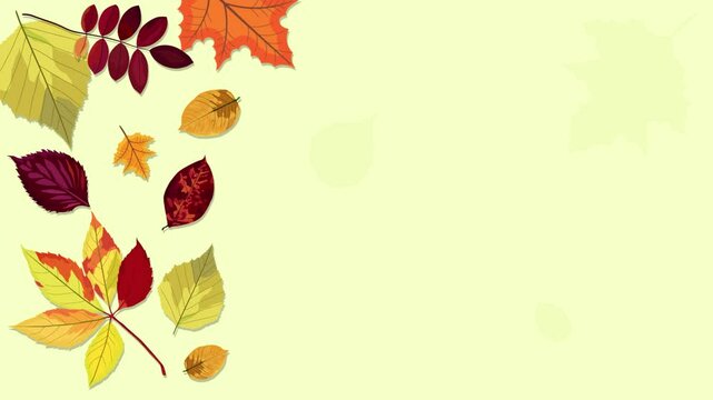 animated motion vector illustration of leaves with autumn concept. Animation of the beauty of leaves dancing gracefully in autumn. The beauty of falling maple leaves