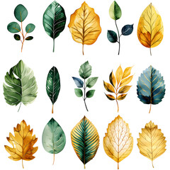 Obraz premium set of green leaves on white