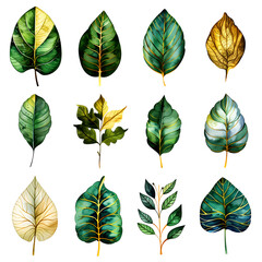 Fototapeta premium set of green leaves on white