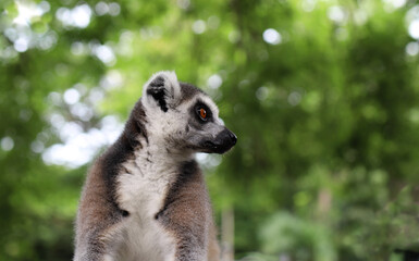 expressive lemur look in close-up on a blurred background with trees