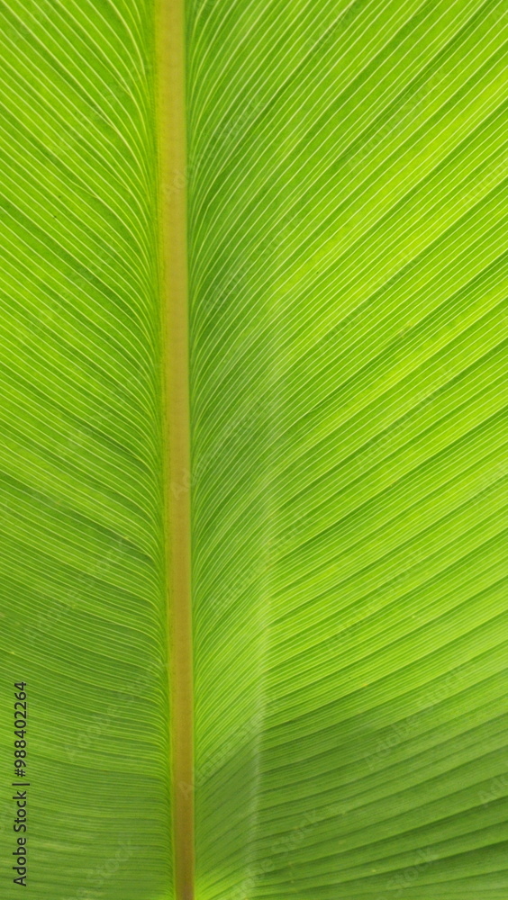 Wall mural Close-up of Water Canna leaf. Detailed view of a green Thalia geniculata L leaf. View from under the leaves of Alligator Flag can see the beautiful pattern of the leaves and stems
