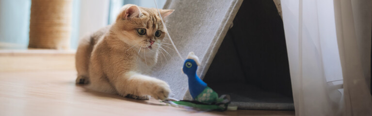 pet care concept with british cat fun and happy during play toy with owner in living room