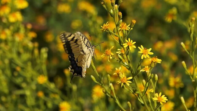 Macaon butterfly on flowers slow motion perfect wings autumn