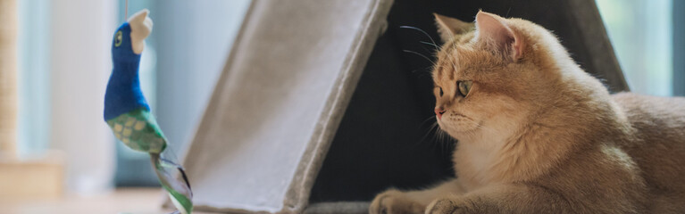 pet care concept with british cat fun and happy during play toy with owner in living room