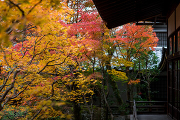 an old temple with red leaf in autumn, kyoto, japan