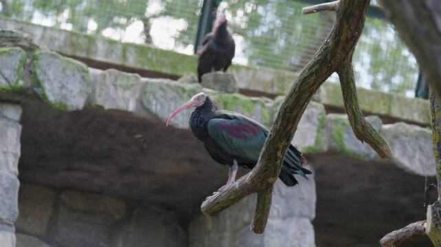 Solitary Bald Ibis Stands on a Branch in its Natural Habitat