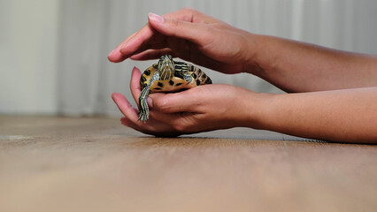 A turtle is being gently held in a hand, resting on a smooth wooden floor. This image reflects the peaceful interaction between humans and wildlife, focusing on pet care and compassion.