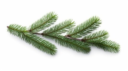 Pine branch isolated on white
