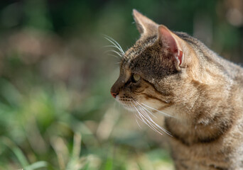 Cat portrait with grey background and green eyes