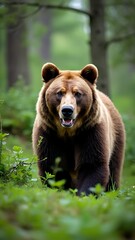 Fototapeta premium brown bear cub