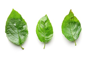 Obraz premium Three Leaves. Green Botanical Set of Detailed Leaf Isolated on White Background