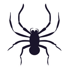Spider. A black spider with long legs, representing Halloween, creepy crawlies, and fear of arachnids.