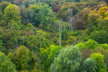 Background of dense green deciduous forest.