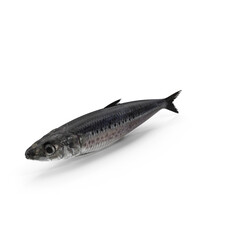 Fresh Sardine Fish PNG