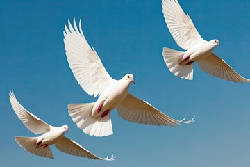 Fototapeta premium Elegant White Doves Soaring in Clear Skies