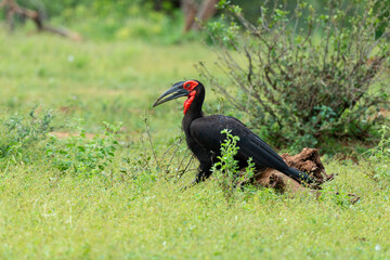 Bucorve du Sud, Grand calao terrestre, Bucorvus leadbeateri, Southern Ground Hornbill