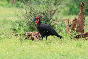 Bucorve du Sud, Grand calao terrestre, Bucorvus leadbeateri, Southern Ground Hornbill