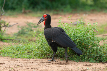 Bucorve du Sud, Grand calao terrestre, Bucorvus leadbeateri, Southern Ground Hornbill