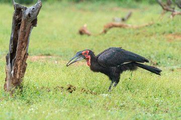 Bucorve du Sud, Grand calao terrestre, Bucorvus leadbeateri, Southern Ground Hornbill