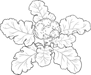 Broccoli Vegetable Isolated Outline llustration.