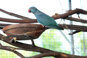 A beautiful female blue cleartail Indian ringneck parrot perched on a natural branch, enjoying food from a traditional clay plate.