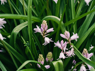 Spring flowers in the garden